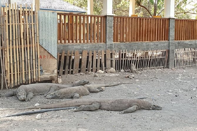 1- day Komodo island Tour hopping around by Speed Boat - Taka Makassar, a sandbar in open water