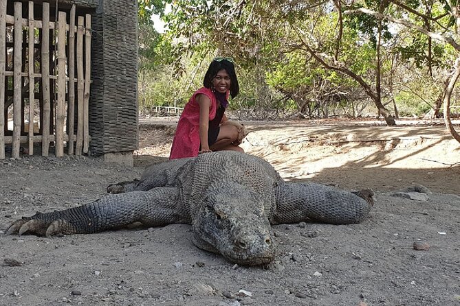 1- day Komodo island Tour hopping around by Speed Boat - What the $117 price really covers