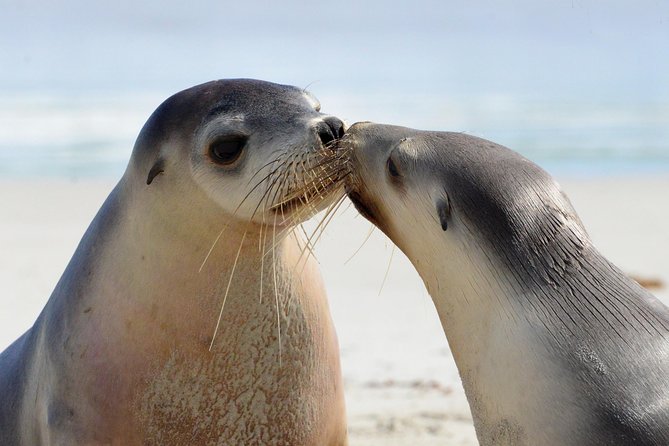 2 day Ultimate Kangaroo Island with return ferry - Why two days makes Kangaroo Island easier