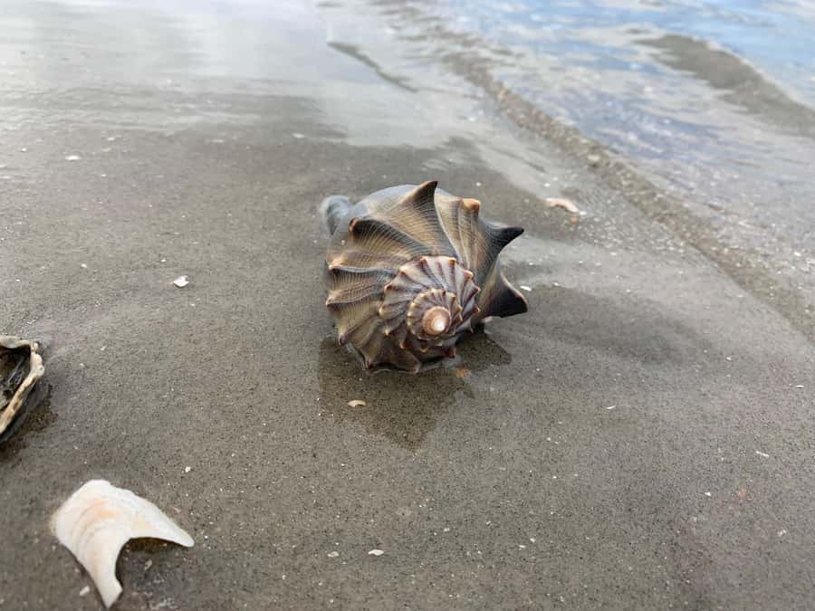 2hr Private River Cruise with stop at Morris Island - Searching for shark teeth, fossils, and shells