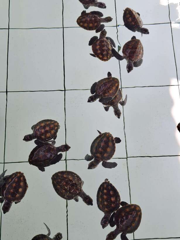 3 islands snorkeling & turtle sanctuary Gopro included - Gili Air for fish, lunch, and a pause