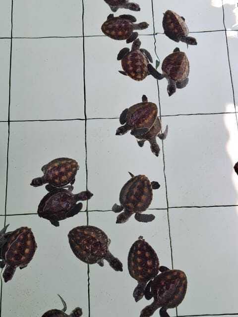 3 islands snorkeling & turtle sanctuary Gopro included - Who will enjoy this tour most