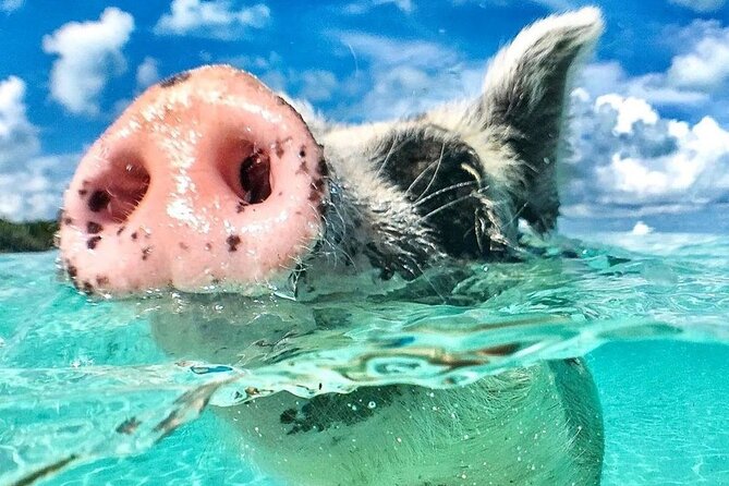 3 Islands Tour, Swim with Pigs, Turtles, Snorkelling & lunch - Key points at a glance