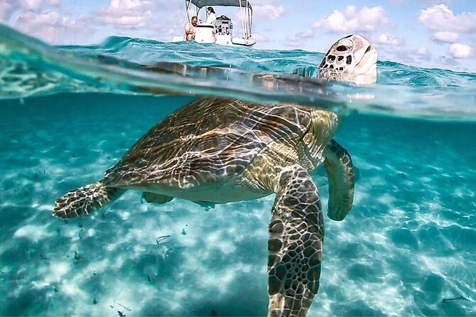 3 Islands Tour, Swim with Pigs, Turtles, Snorkelling & lunch - A busy half-day on the water