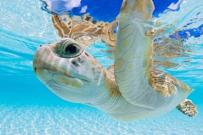 3 Islands Tour, Swim with Pigs, Turtles, Snorkelling & lunch - Pearl Island snorkeling and reef fish