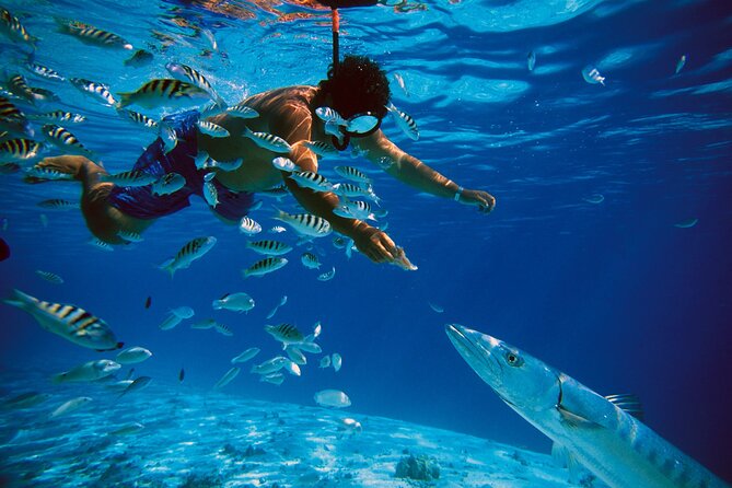 3 Islands Tour, Swim with Pigs, Turtles, Snorkelling & lunch - Rose Island pigs, beach time, and lunch