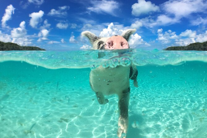 3 Islands Tour, Swim with Pigs, Turtles, Snorkelling & lunch - What $175 gets you