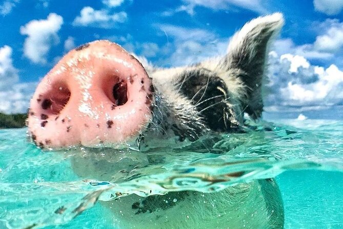 3 Islands Tour, Swim with Pigs, Turtles, Snorkelling & lunch - Who should book this excursion