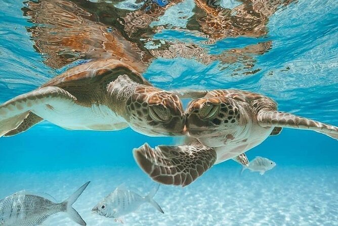 3 Islands Tour, Swim with Pigs, Turtles, Snorkelling & lunch - Atlantis from the boat