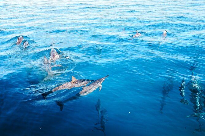 4 Hour Big Island Dolphin Watch Boat Tour, Snorkeling & BBQ Lunch - Speeding Along the Kona Coast at 9:30 a.m.