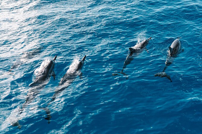 4 Hour Big Island Dolphin Watch Boat Tour, Snorkeling & BBQ Lunch - A Second Water Stop for More Fish and Turtles