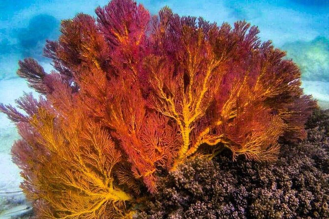4 Islands Sunset + Plankton, Semi-Private Tour only 12 Guests - Ko Ya Wa Sam adds a short snorkeling stop