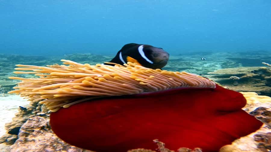 5 Islands Speedboat w/Snorkeling Sea Turtle + Lunch & Drinks - Who will enjoy this day most?