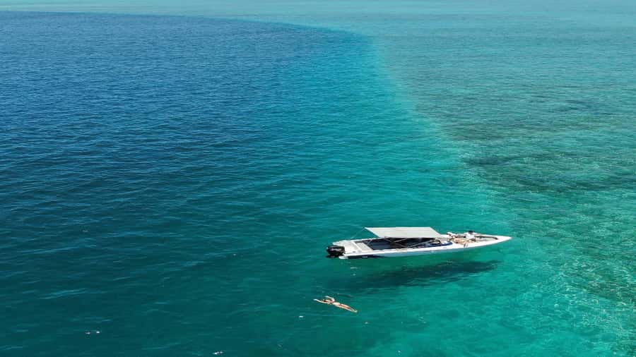 5 Islands Speedboat w/Snorkeling Sea Turtle + Lunch & Drinks - Grand River South East brings the best wildlife moment