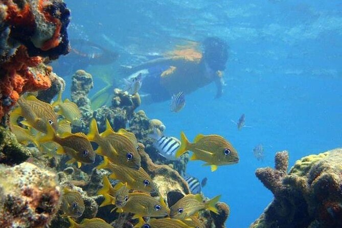 5 islands tour to rosario Islands with snorkeling activity! - The Fort San Fernando connection