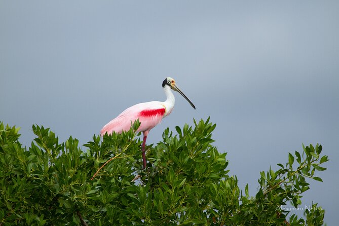 6hrs of Sailing in Bacalar Lagoon: discover Cenotes, Islands and Stromatolites. - Meeting point and the missing pickup