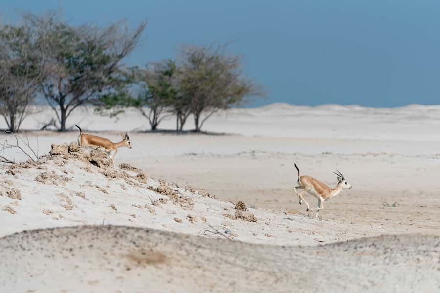 Abu Dhabi: 4-Hour Guided Cruise & Island Hopping - Should you book the four-hour island cruise?