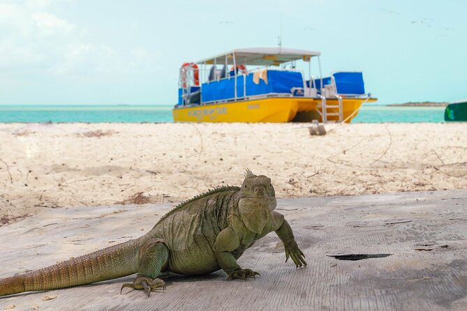 Afternoon Half Day Cruise from Providenciales with Snorkeling and Iguana Island - A four-hour sampler of Providenciales by sea