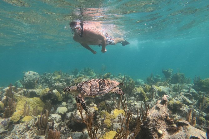 Afternoon Half Day Cruise from Providenciales with Snorkeling and Iguana Island - Snorkeling over a colorful coral reef