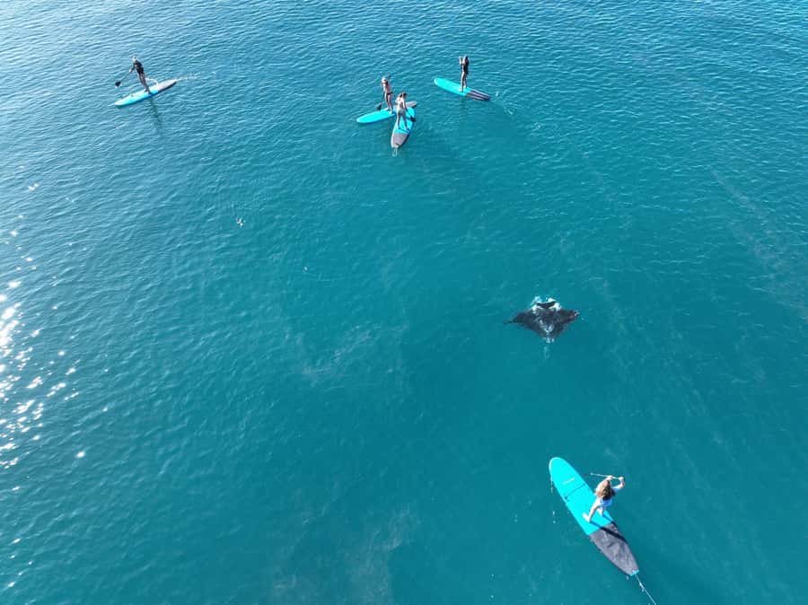 Airlie Beach: Whitsunday Islands Sailing, SUP & Snorkel Tour - Snorkelling near Hook Island