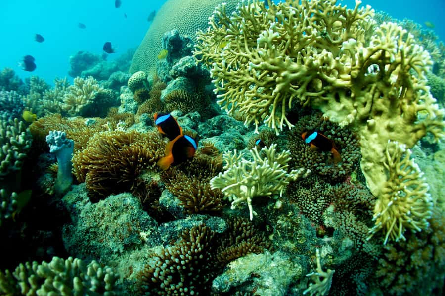 Airlie Beach: Whitsunday Islands Sailing, SUP & Snorkel Tour - Langford Island and the sand cay stop
