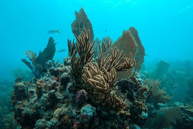 All Inclusive Beach and Snorkel Boat Tour to Icacos Island - Who should book this Icacos trip?