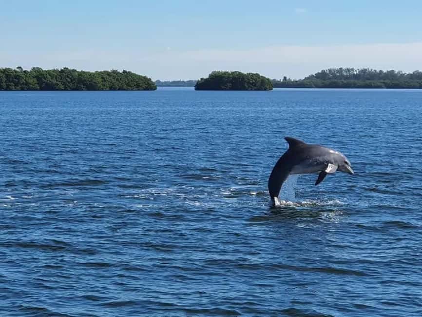 Anna Maria Island: Dolphin Cruise - Key Points Before You Book