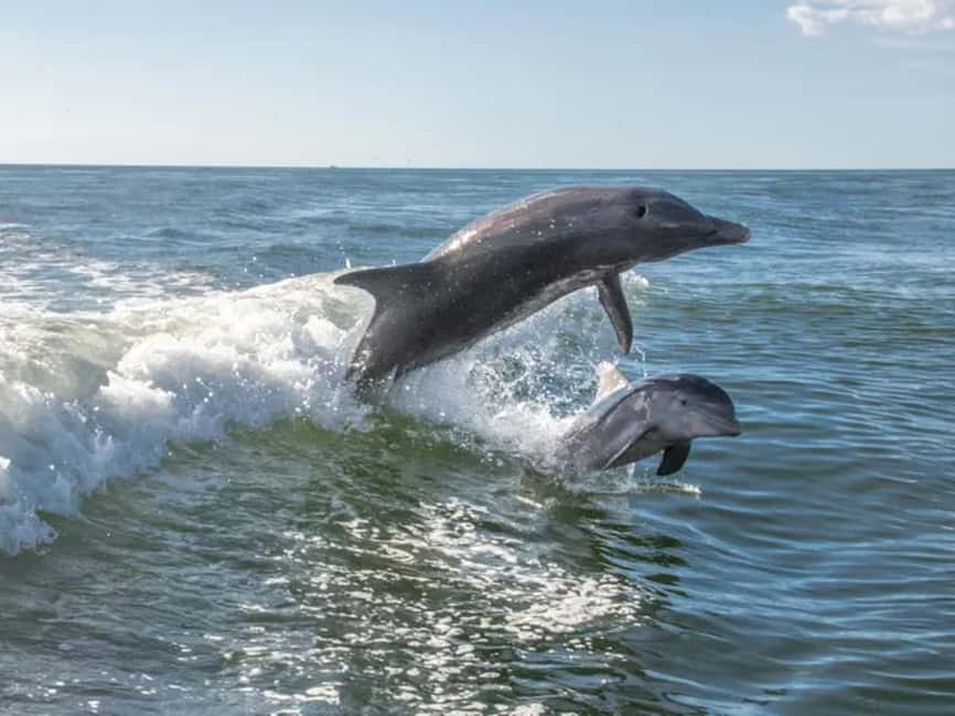 Anna Maria Island: Dolphin Cruise - Finding Dolphins in Their Natural Habitat