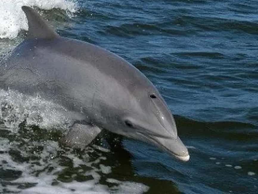 Anna Maria Island: Dolphin Cruise - What the Guide Adds