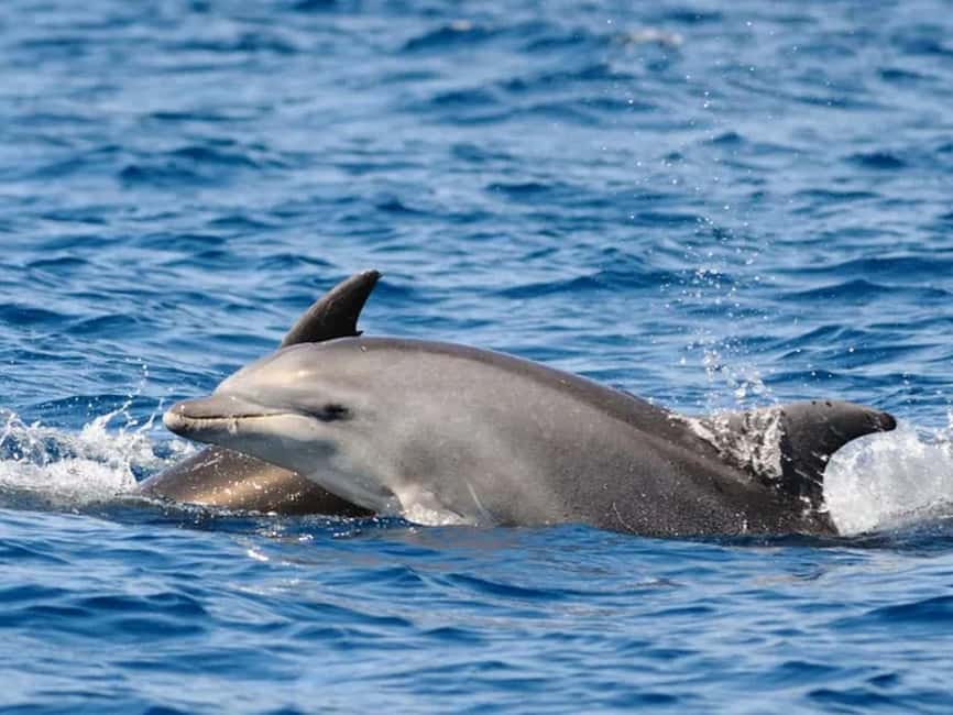 Anna Maria Island: Dolphin Cruise - Is $62 a Fair Price?