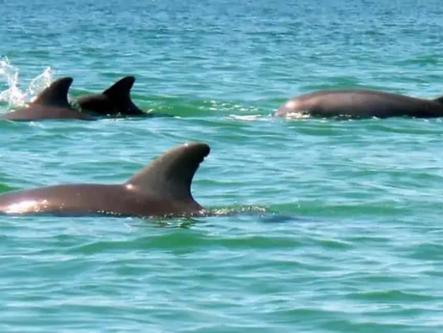Anna Maria Island: Dolphin Cruise - Best Times to Plan It
