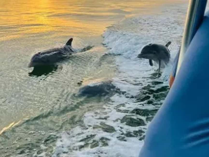 Anna Maria Island: Sunset Dolphin Cruise - Wildlife watching on the water