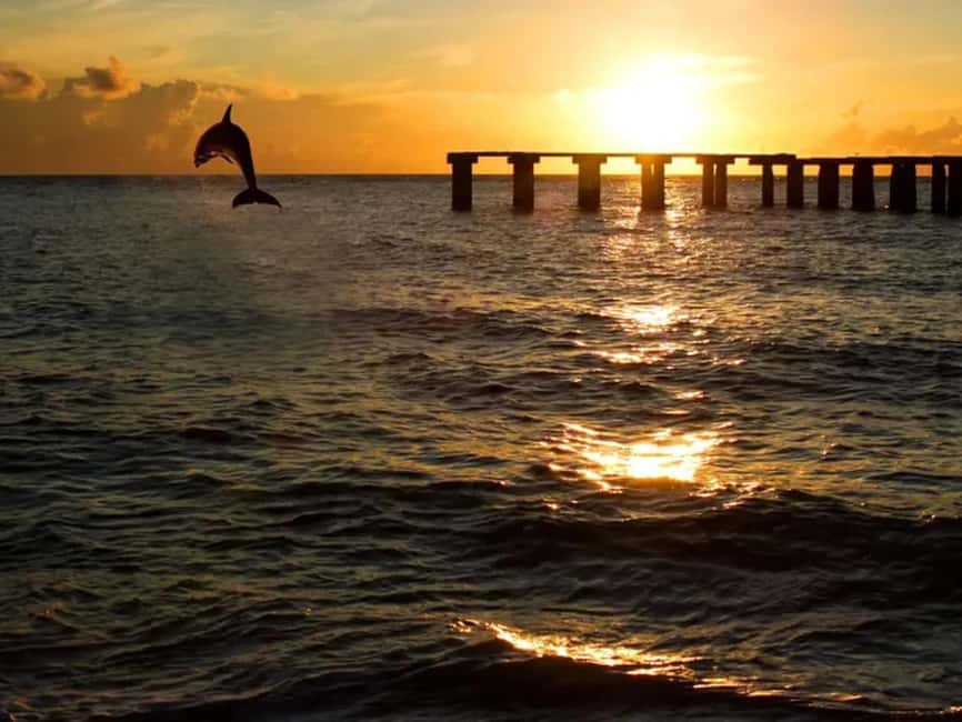 Anna Maria Island: Sunset Dolphin Cruise - Booking details worth knowing