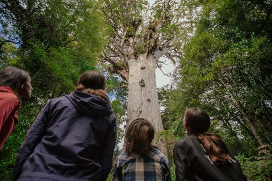 Auckland: 2-Day Bay of Islands Small Group Tour with Cruise - Key points to know before booking