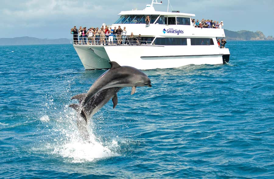 Auckland: Bay of Islands Day Tour with Dolphin Cruise - Is $283 good value?