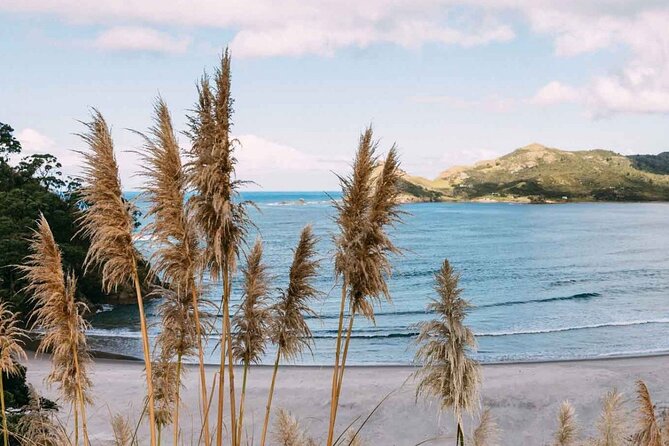 Auckland Region | Island Hopper Package Tour (2 Guests Minimum) - The quick flight to Waiheke Island