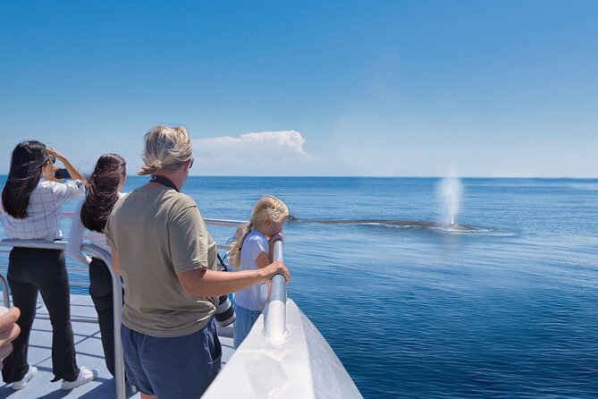 Auckland: Tikapa Moana Dolphin, Whale and Island Cruise - Searching for whales and dolphins in open water