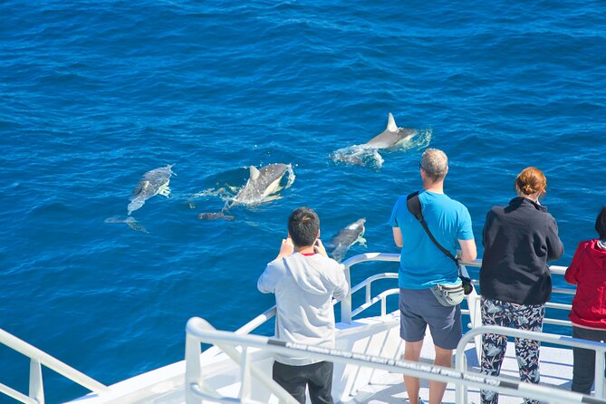 Auckland: Tikapa Moana Dolphin, Whale and Island Cruise - Choose your departure with care