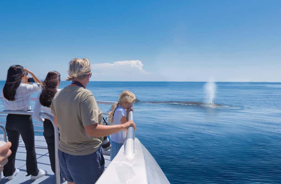 Auckland: Tikapa Moana Whales, Dolphins and Islands Cruise - Key points to know before booking