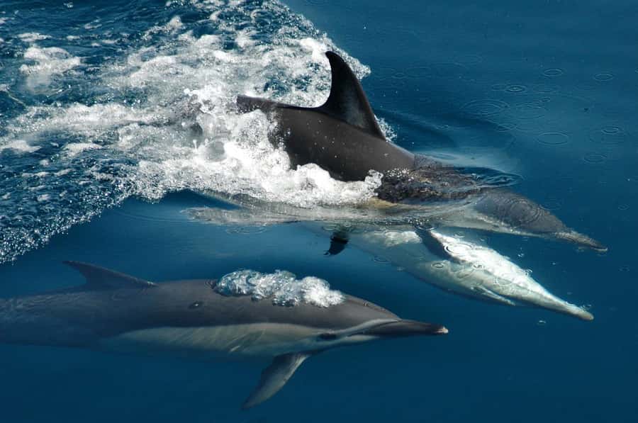Auckland: Tikapa Moana Whales, Dolphins and Islands Cruise - Searching for dolphins and whales