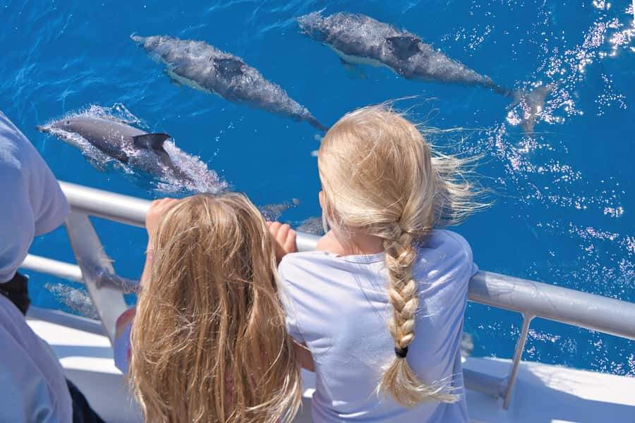 Auckland: Tikapa Moana Whales, Dolphins and Islands Cruise - Cruising Tikapa Moana and the Hauraki Gulf