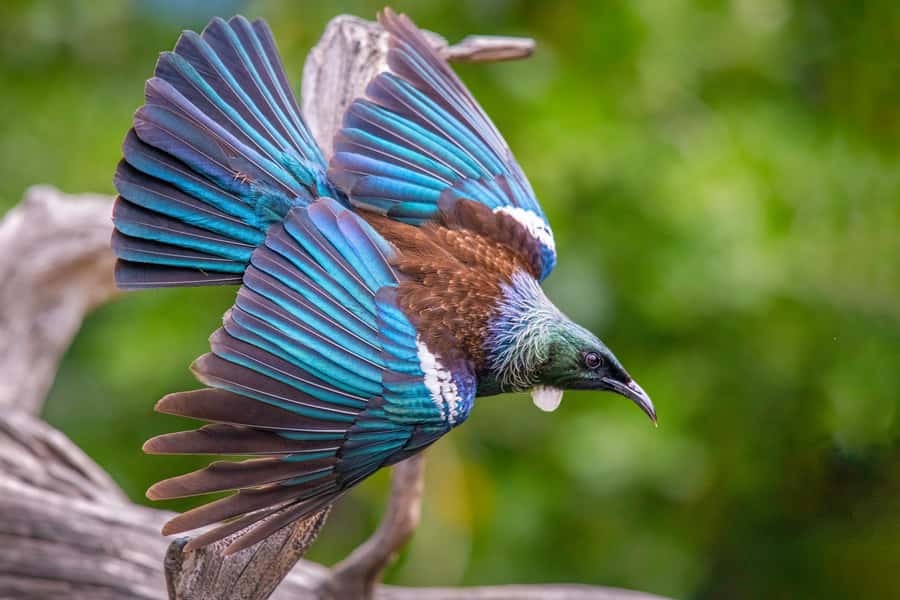 Auckland: Tiritiri Matangi Island Ferry - Walking tracks, birds, and the best use of your time
