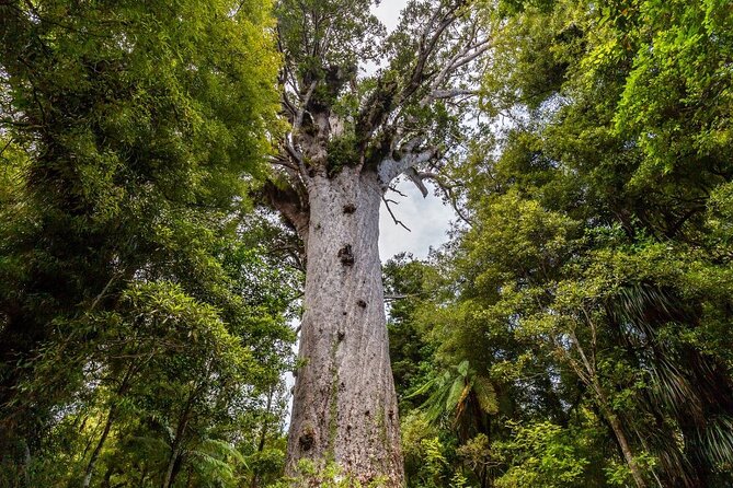 Bay of Islands 2-Day Small Group Tour & Cruise from Auckland - The Bay of Islands cruise is the tour’s big scenic reward