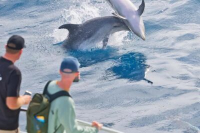 Bay of Islands: Discover the Bay Cruise with Island Lunch