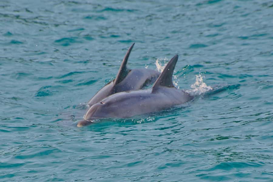 Bay of Islands: Discover the Bay Cruise with Island Lunch - What lunch is like, and what it does not include