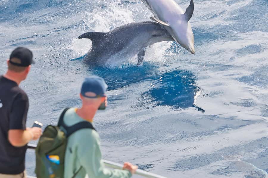 Bay of Islands: Discover the Bay Cruise with Island Lunch - Setting out from Paihia among 144 islands