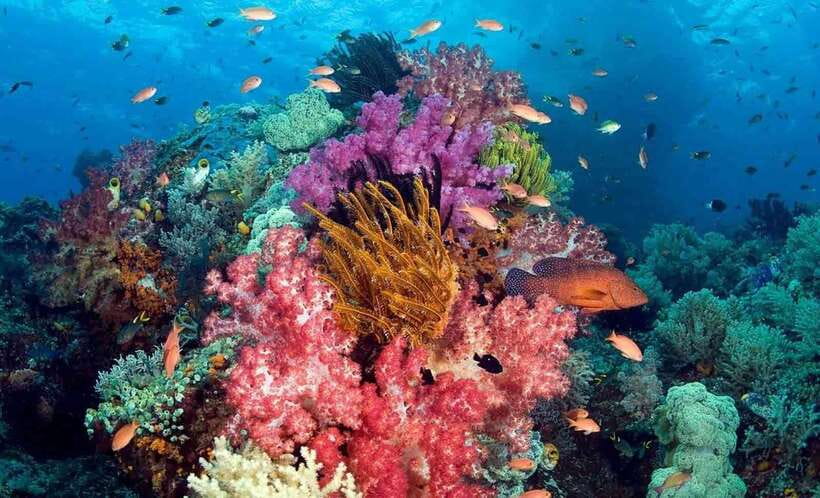 Best seller Phu Quoc Snorkeling Three Islands by Boat Tour - Key points to know before booking