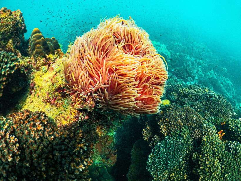 Best seller Phu Quoc Snorkeling Three Islands by Boat Tour - Leaving Duong Dong at 8:30 AM