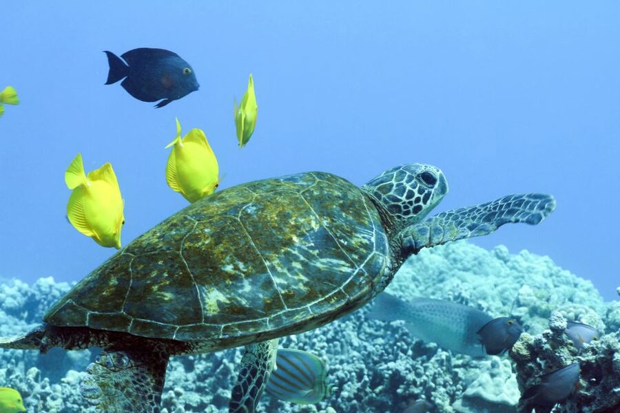 Big Island: Luxury Catamaran Trip along the Kona Coast - Key points at a glance