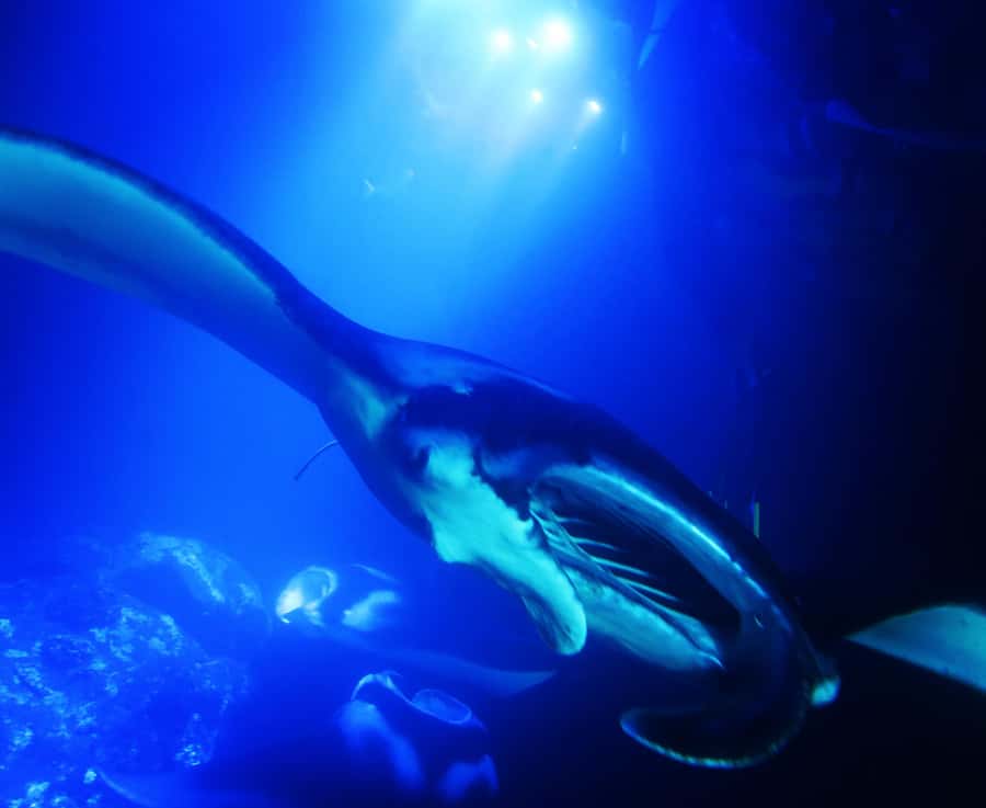 Big Island: Manta Ray Snorkel Boat Tour - Why Kona’s Manta Ray Snorkel Is Special